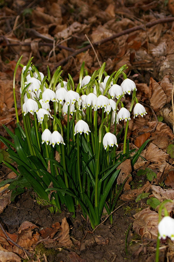 Leucojum vernum / Campanelle comuni